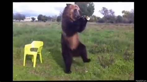 <b>Dancing Bear</b> gives facials. . Dancing bear blowjob